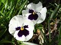 2014-0322-1400 Pansy_10.6C
